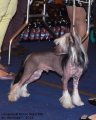 Национальная выставка собак CAC – голый кобель Ognenny Lotos Hard-Rock