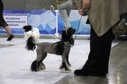 Интернациональная выставка собак CACIB – голая сука Star Show Bon Ami Jasmin Basileya