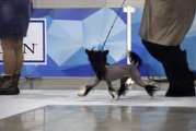 Интернациональная выставка собак CACIB – голая сука Star Show Bon Ami Jasmin Basileya