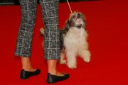 Интернациональная выставка собак CACIB – сука Just Yours Von Shinbashi