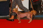 International Dog Show CACIB – hairless female Elena Lunabalu