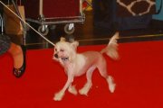 Интернациональная выставка собак CACIB – голая сука Anselmie Crispello