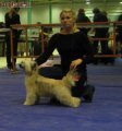 Club Dog Show Candidat in Club Winner – powderpuff female Olegro Katrin Candy Sunhill