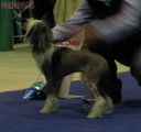 Club Dog Show Candidat in Club Winner – hairless female Dream Space Bossy Lady With Angel Look