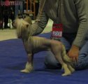 Club Dog Show Candidat in Club Winner – hairless female Milisenta Ot Lyali Beloy