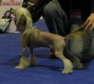Club Dog Show Candidat in Club Winner – hairless female Rus Foreva Fire Fox Apriori Vip