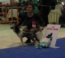 Club Dog Show Candidat in Club Winner – hairless male Dogland Happy Esmaer