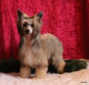 Интернациональная выставка собак CACIB – пуховая сука Yaquinas Fanciful Fantaghiro