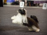 Интернациональная выставка собак CACIB – пуховая сука Chaya Cante Tinza