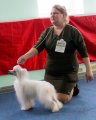 National Dog Show CAC – powderpuff female Olegro Katrin Primadonna