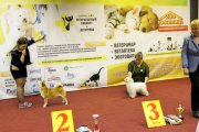 National Dog Show CAC – powderpuff female Olegro Katrin Primadonna