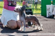 Club Dog Show Candidat in Club Winner – hairless male Rovanni Djekattolo King Of The Ring