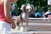 Club Dog Show Candidat in Club Winner – hairless male Rovanni Djekattolo King Of The Ring
