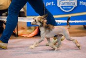 Национальная выставка собак CAC – голый кобель Grand Passage Valegro