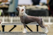International Dog Show CACIB – hairless female Grand Passage Afrodita