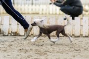 Интернациональная выставка собак CACIB – голая сука Grand Passage Afrodita