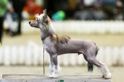 Интернациональная выставка собак CACIB – голый кобель Grand Passage Valegro