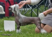 Club Dog Show Club Champion – hairless female Sleek Slim Pet-Baby Antalia