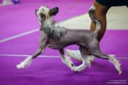 National Dog Show CAC – hairless male Grand Passage Valegro