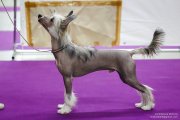 Национальная выставка собак CAC – голый кобель Grand Passage Valegro