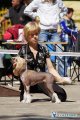 Club Dog Show Club Winner – hairless female Vivat Sanraiz Imperial Dogland Happy