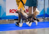 Интернациональная выставка собак CACIB – голый кобель Zlato Dinastii Nikson