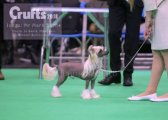 National Dog Show CAC – hairless male Jean Dark King For A Day