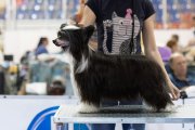 Интернациональная выставка собак CACIB – пуховая сука Sofiris Show Eye Candy