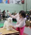 National Dog Show CAC – powderpuff male Nicely Done Of Angel's Legacy
