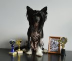 Региональная выставка собак CAC – голый кобель Charuyuschiy Soblazn Talisman Winner