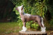 Региональная выставка собак CAC – голый кобель Grand Passage Valegro