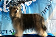 Интернациональная выставка собак CACIB – пуховая сука Shekherezada Skazka Nochnogo Vostoka