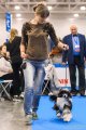International Dog Show CACIB – powderpuff female Sofiris Show Eye Candy
