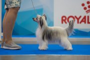 Интернациональная выставка собак CACIB – пуховая сука My Vanity Fair Rowena