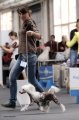 International Dog Show CACIB – hairless female Sofiris Show Danzante Chianti