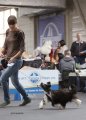 Интернациональная выставка собак CACIB – пуховая сука Sofiris Show Eye Candy