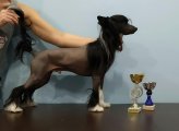 Национальная выставка собак CAC – голый кобель Charuyuschiy Soblazn Talisman Winner