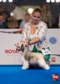 Национальная выставка собак CAC – пуховая сука My Vanity Fair Rowena