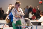 Национальная выставка собак CAC – пуховая сука My Vanity Fair Rowena