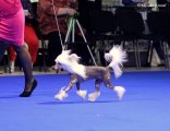 International Dog Show CACIB – hairless male Olegro Katrin Nezhnyy Angel