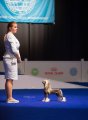 Euro Dog Show 2018. Female – Польша, Варшава (Мазовецкое воеводство)
