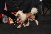 Интернациональная выставка собак CACIB – голый кобель Batiste Von Shinbashi