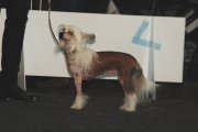 International Dog Show CACIB – hairless female Anselmie Crispello