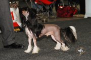 International Dog Show CACIB – hairless male Unchained Melody Princes De La Roses