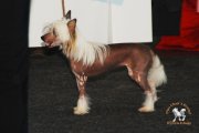 Интернациональная выставка собак CACIB – голая сука Diao Chan´s Azuka