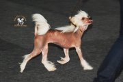 Интернациональная выставка собак CACIB – голая сука Diao Chan´s Azuka
