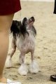 International Dog Show CACIB – hairless female Mashama Mazi Rus Ukengee Grand Passage