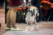 Интернациональная выставка собак CACIB – голая сука Mashama Mazi Rus Ukengee Grand Passage