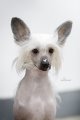 Club Dog Show Club Winner – hairless male Grand Passage Valegro