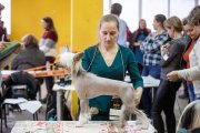 Региональная выставка собак CAC – голый кобель Grand Passage Valegro